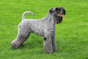Kerry Blue Terrier
